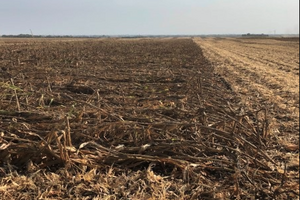 The University of Nebraska-Lincoln encourages producers to leverage residual soil nitrogen as they plan for the 2025 crop growing season.